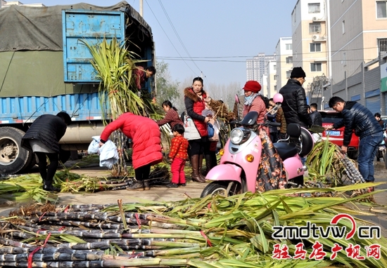 爭相認(rèn)購甘蔗讓愛心傳遞 幫蔗農(nóng)解憂