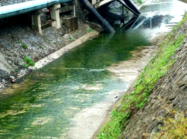 給點雨水，綠意就能在河道里四處蔓延.jpg