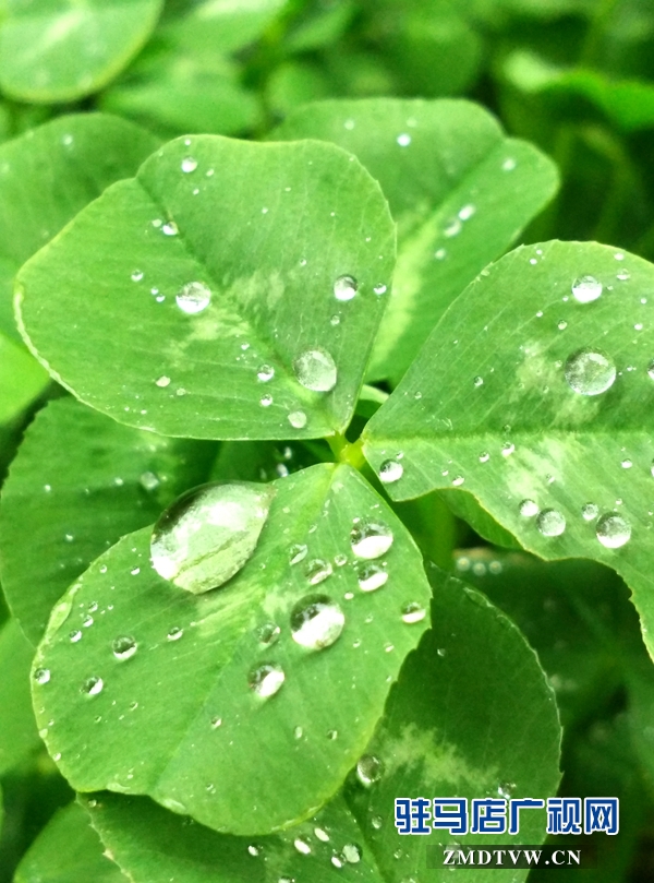 水滴晶瑩，雨潤天中.jpg