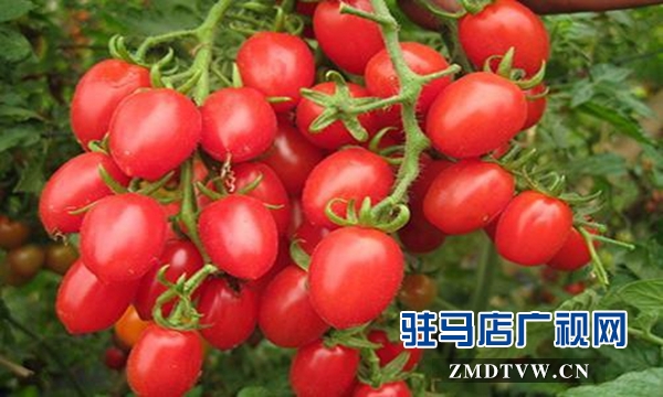 轉(zhuǎn)基因蔬果