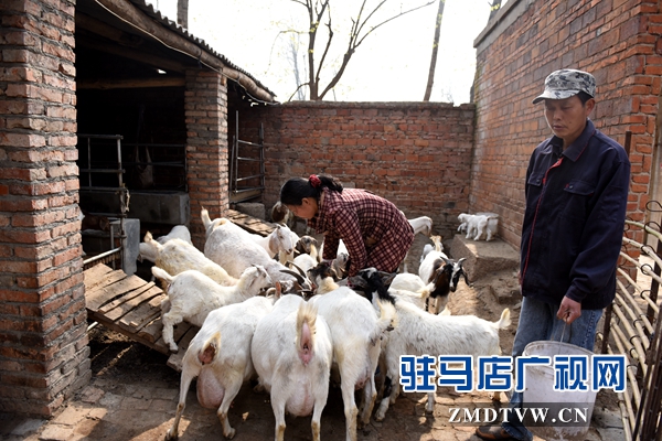 劉小麗夫妻倆除了在親友的幫助下力能所及地種好田地，2013年還發(fā)展起了養(yǎng)羊。目前已經(jīng)發(fā)展了40多只。.jpg