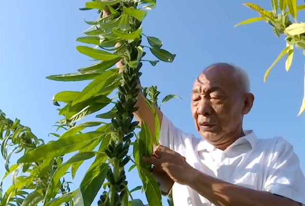 劉世楊：把芝麻育種當(dāng)作畢生追求