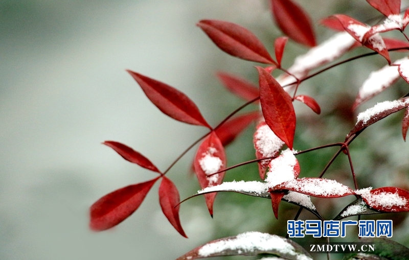 雪后的黃淮學院小景