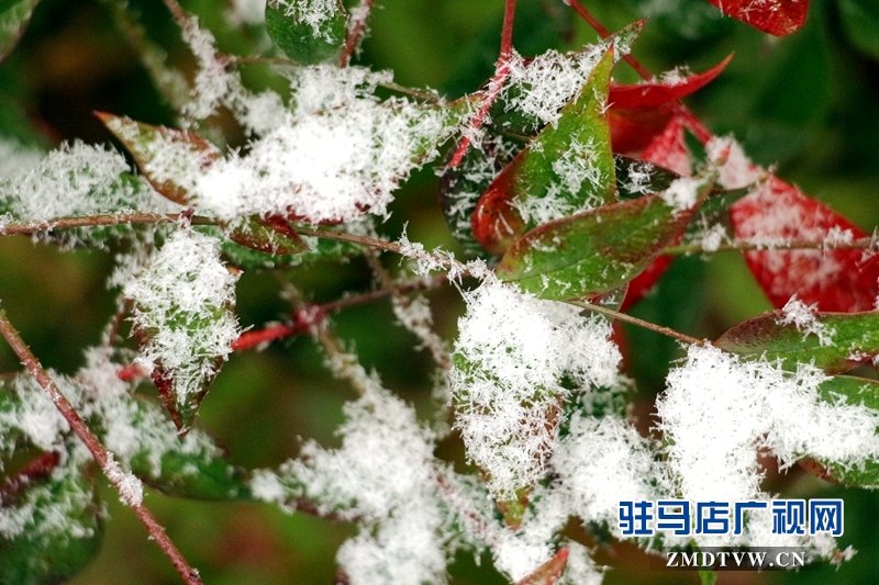 雪后的黃淮學院小景