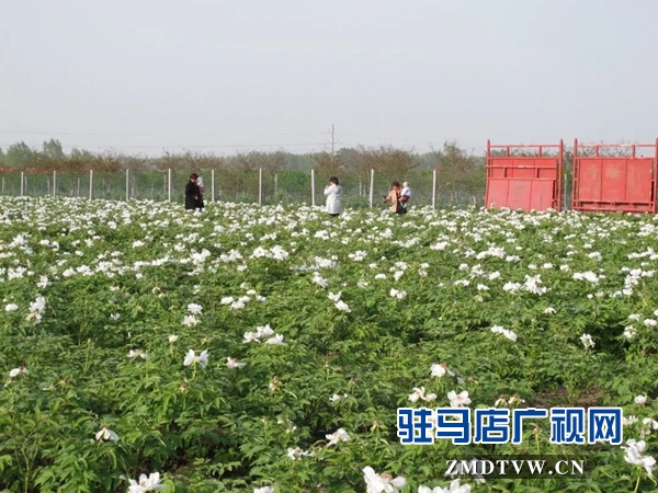 01“最美基層干部”巧念“致富經(jīng)”，帶出一個省級生態(tài)文明示范村 .jpg