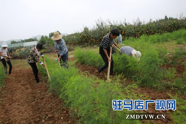 驛城區(qū)蟻蜂鎮(zhèn)：拓展特色產(chǎn)業(yè) 增添脫貧“后勁”