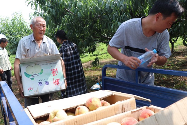 媒體助力 多部門聯(lián)動(dòng) 胡廟萬(wàn)畝桃子滯銷問(wèn)題得以解決