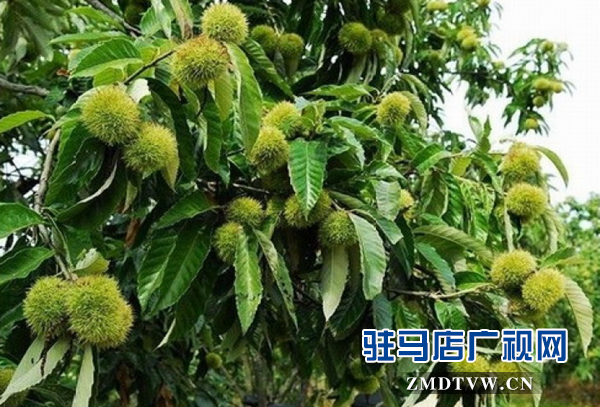 驛城區(qū)蟻蜂鎮(zhèn)農(nóng)民節(jié)?紅酒文化季開幕在即