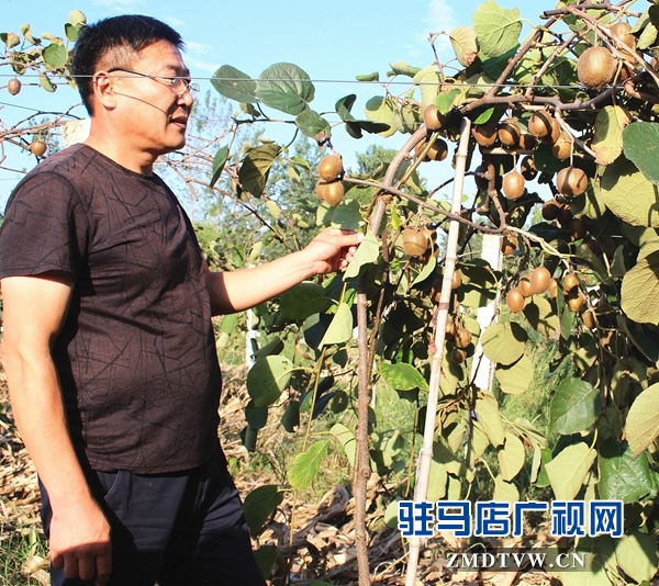 汝南縣古塔街道“扶貧果”掛滿枝頭