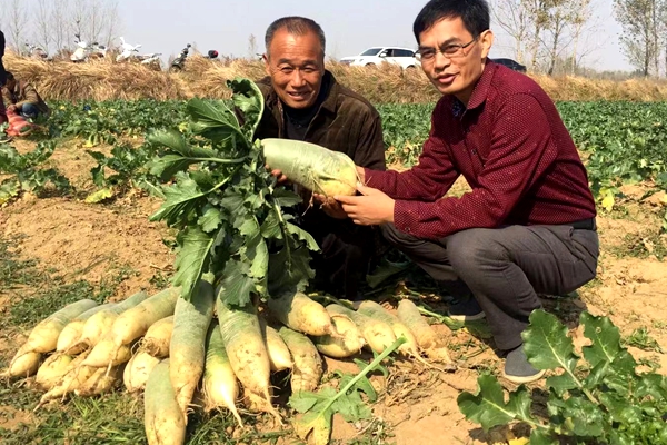 泌陽縣閆洼村的水果蘿卜開挖了