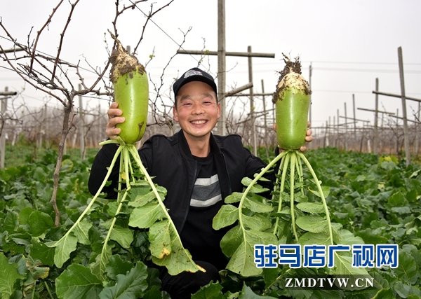 正陽(yáng)縣永興鎮(zhèn)：蔬菜豐收菜農(nóng)笑