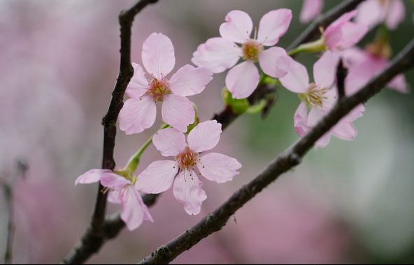 櫻花綻放惹人醉