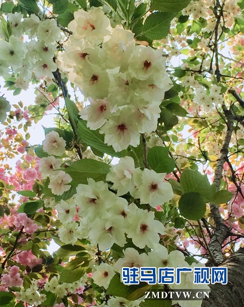 “國寶級”綠櫻花現身駐馬店市區(qū)梁祝小游園