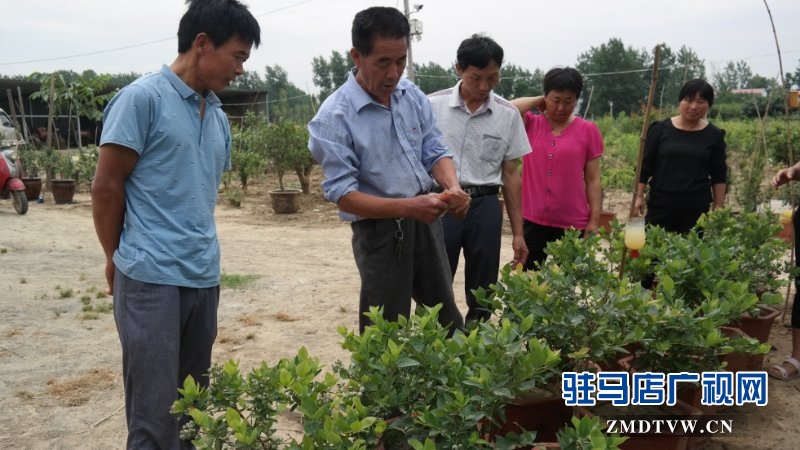  上蔡、汝南農(nóng)民找駐馬店市農(nóng)民高級技師魏世秀“拜師學(xué)藝”學(xué)盆景果樹栽培新技術(shù)