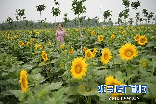 上蔡縣千畝向日葵花海驚艷怒放