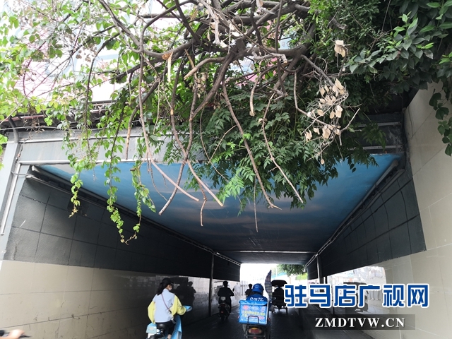 駐馬店市區(qū)中華路地下通道下垂樹枝有隱患