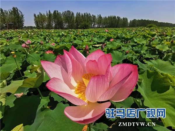 平輿縣藍(lán)天芝麻小鎮(zhèn)天天水上樂園華美綻放，千畝荷塘荷花也妖艷開放