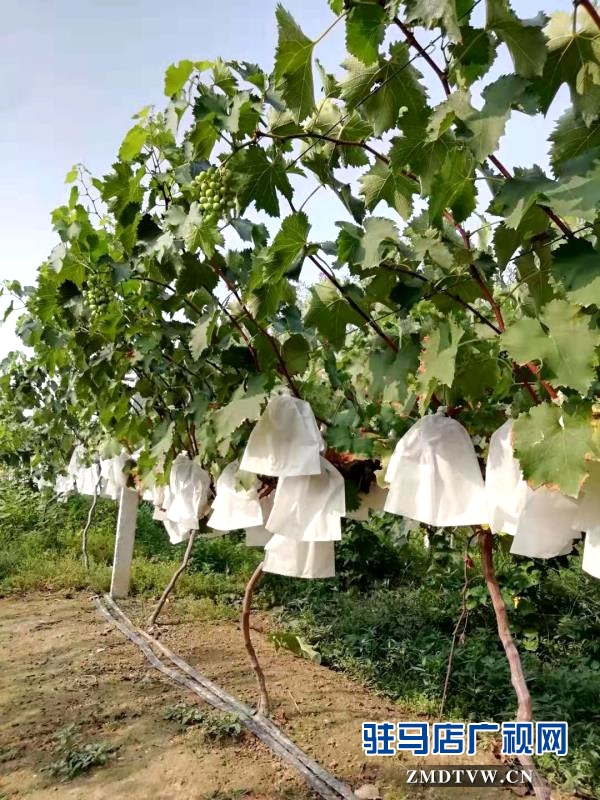 來吧！看“白芝麻”坐標(biāo) 摘富太葡萄 