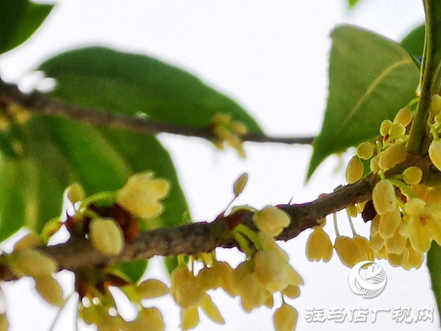 桂花飄香惹人醉 