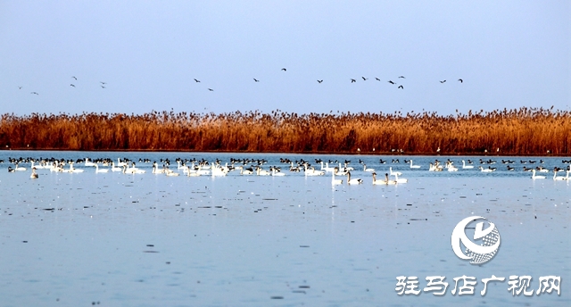 美呆啦！數(shù)千只天鵝到宿鴨湖過(guò)冬