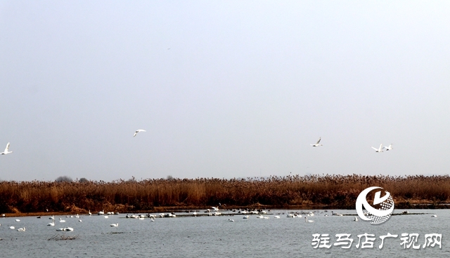 美呆啦！數(shù)千只天鵝到宿鴨湖過冬