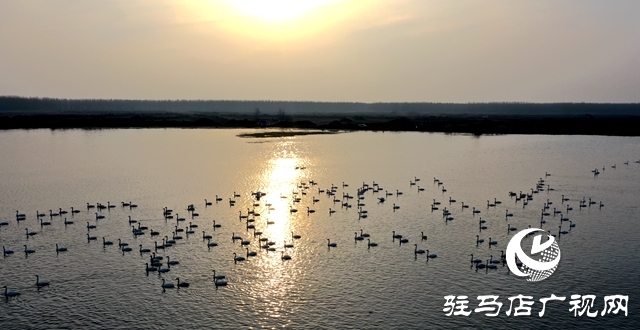 美呆啦！數(shù)千只天鵝到宿鴨湖過(guò)冬