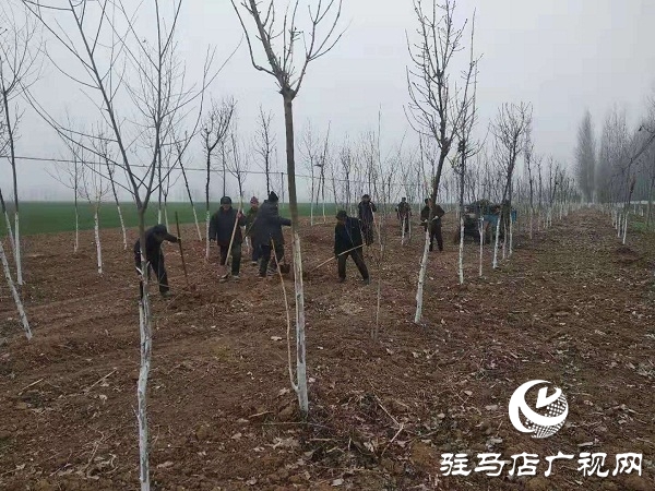 汝南縣老君廟鎮(zhèn)多措并舉加快國(guó)土綠化進(jìn)度