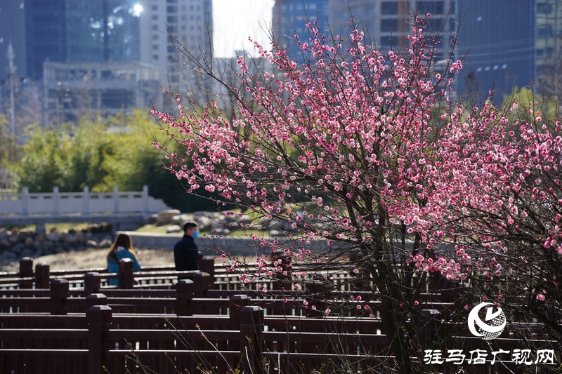 看她的滿城花開  攝影 文字：王向陽  歡迎轉載，請注明作者出處