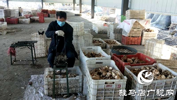 泌陽縣楊家集鎮(zhèn)菇農家門口掙外匯