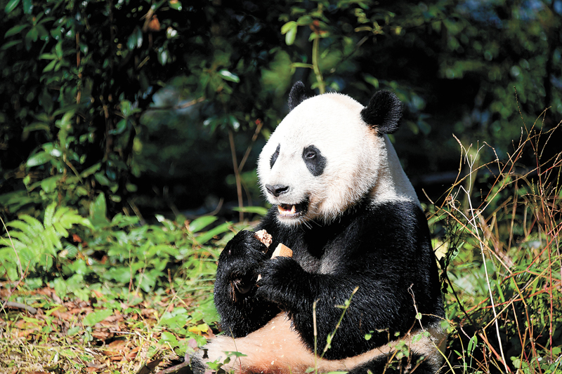 2019年中國野生動植物保護(hù)十件大事揭曉