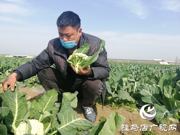 200畝有機(jī)花菜滯銷 菜農(nóng)王松濤急盼銷路