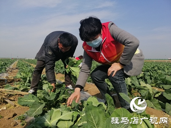 天中義工聯(lián)合會(huì)出手 菜農(nóng)王松濤200畝有機(jī)花菜有了銷路