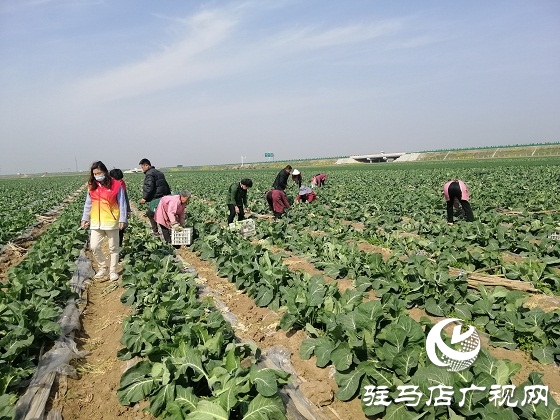 天中義工聯(lián)合會(huì)出手 菜農(nóng)王松濤200畝有機(jī)花菜有了銷路