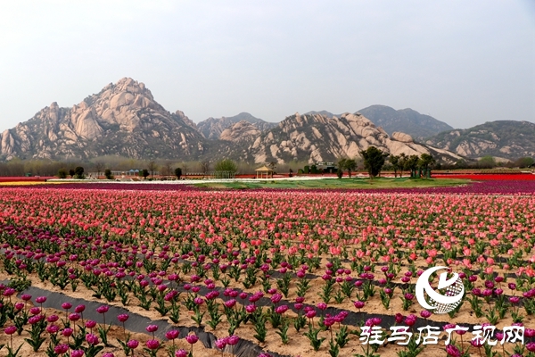 嵖岈山郁金香園3月24日開園迎客 醫(yī)護(hù)工作者可憑有效證件免費(fèi)入園