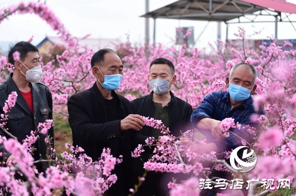 泌陽縣馬谷田鎮(zhèn)河南村萬畝果園 桃紅梨白花香正漫