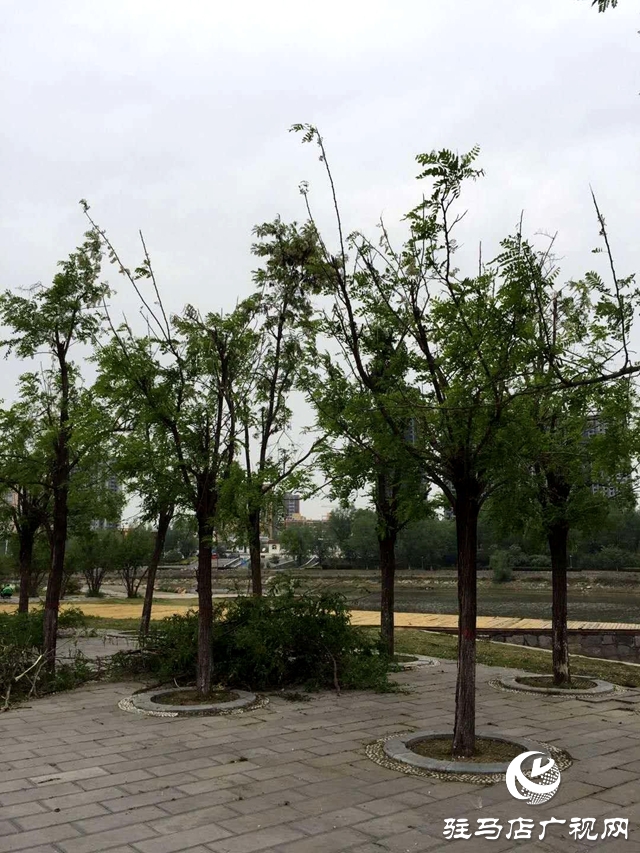  槐花才飄香 慘遭“摧花手”