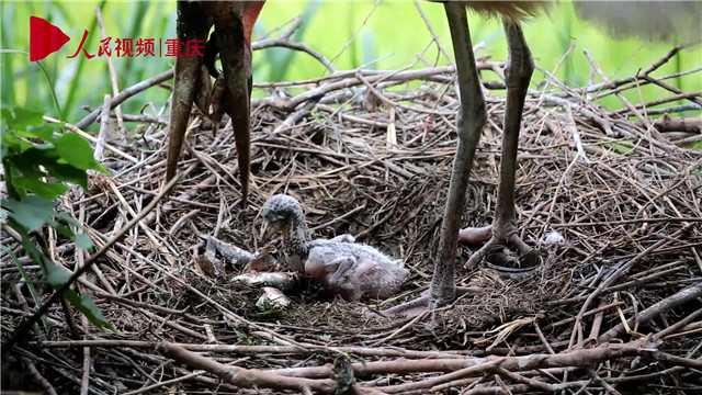 母親節(jié)，看動物老母親如何反芻哺育幼崽