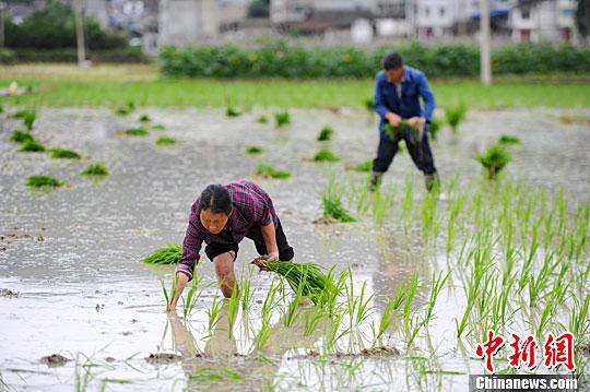 小滿節(jié)氣到！民間祭車神、吃野菜