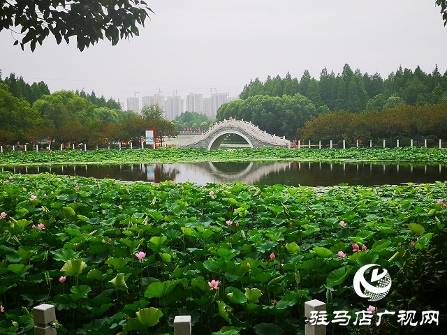 駐馬店置地公園荷花盛開 美不勝收