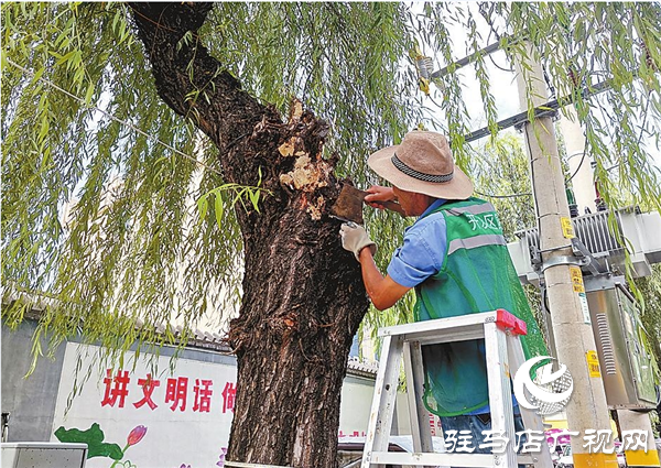  開發(fā)區(qū)城管局進行夏季綠化養(yǎng)護管理