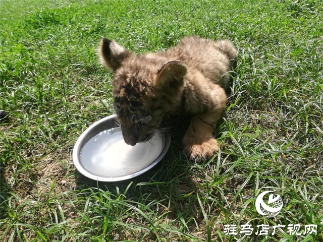 駐馬店南海公園動(dòng)物園喜添虎仔 獅仔