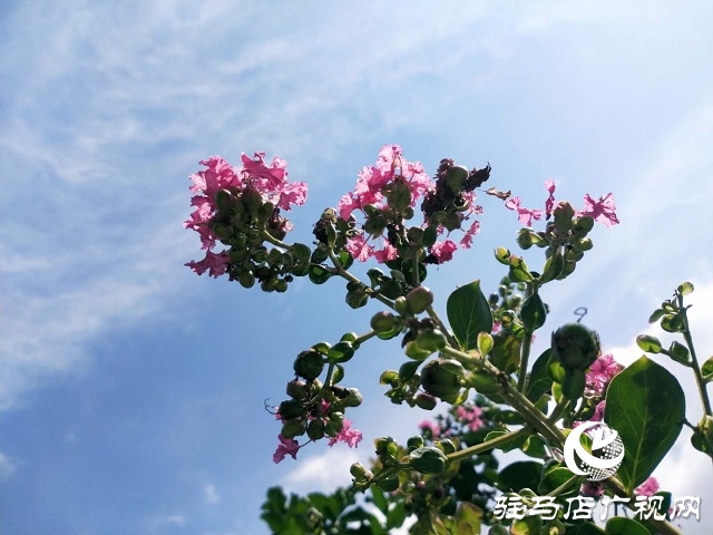 駐馬店：藍(lán)天白云景無(wú)限 綠樹陰濃夏日長(zhǎng)