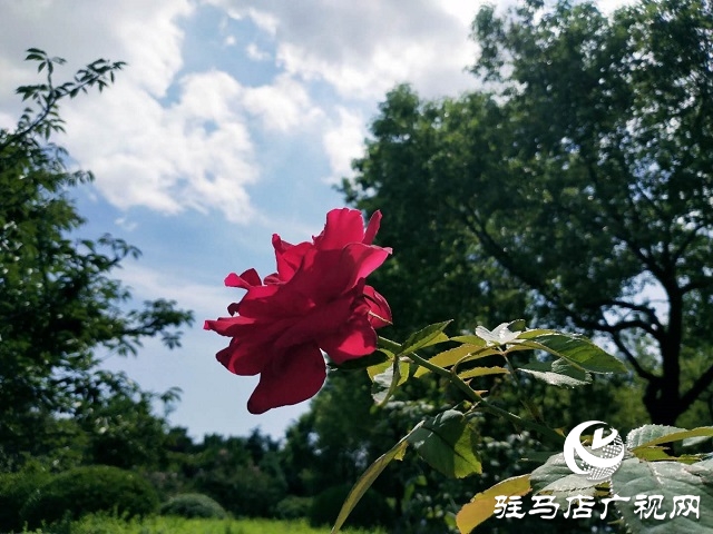 駐馬店：藍(lán)天白云景無(wú)限 綠樹陰濃夏日長(zhǎng)