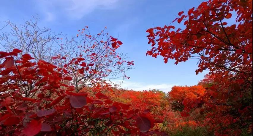 又是一年紅葉季，期待在這里遇見最美的你