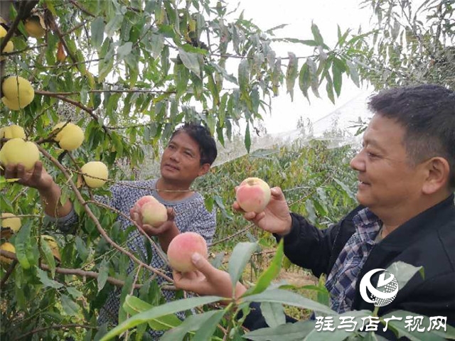 河南駐馬店市驛城區(qū)水屯鎮(zhèn)：人勤地生金 生活更甜蜜