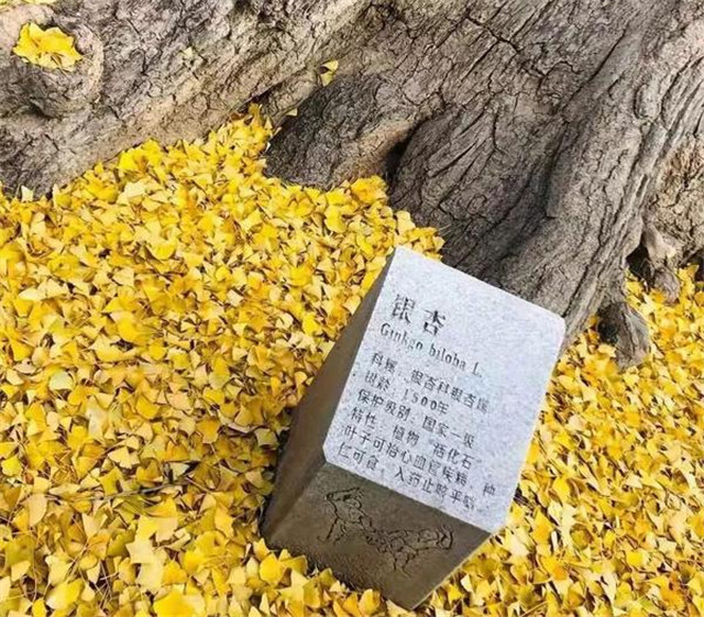 “古剎秋景惹人醉，金色滿園迎賓朋”——嵩山少林寺千年銀杏已到了一年之中最美時節(jié)！