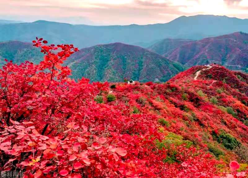 正是老家好時(shí)節(jié)，醉美河南惹人來