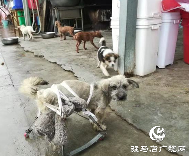 獲獎后，這些乒乓球小將把獎勵捐給寵物救助站