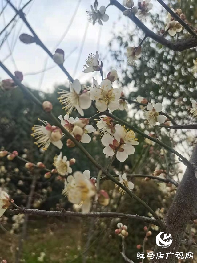 梅花盛開春意來