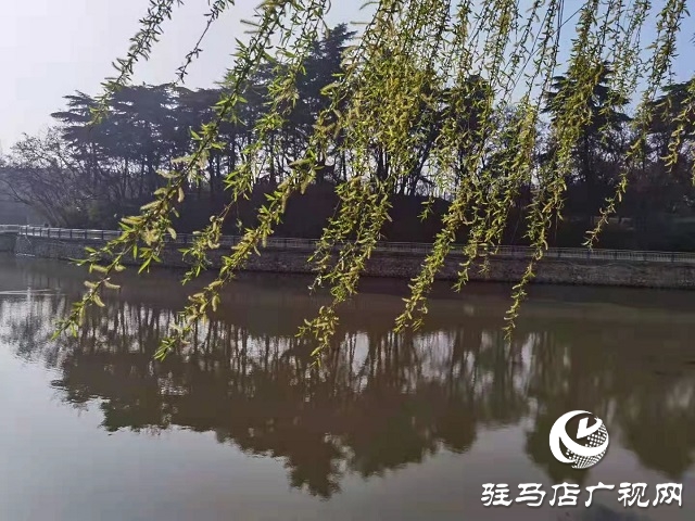 駐馬店：陽(yáng)春三月至 花開(kāi)春意濃